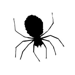 Easy Spider Drawing Hand Drawn Sketch