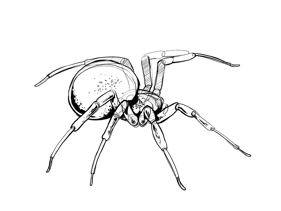 Easy Spider Drawing Intricate Artwork