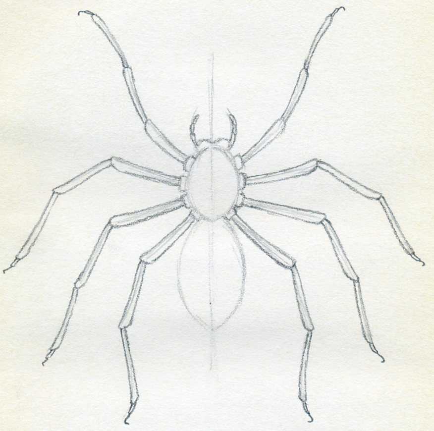 Easy Spider Drawing Modern Sketch