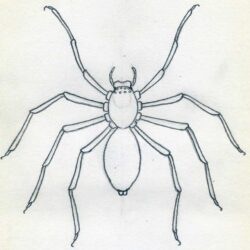 Easy Spider Drawing Stunning Sketch