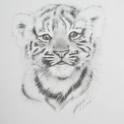 Easy Tiger Drawing