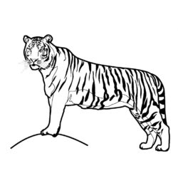 Easy Tiger Drawing Amazing Sketch