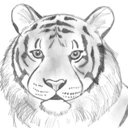 Easy Tiger Drawing Beautiful Artwork