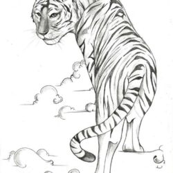 Easy Tiger Drawing Detailed Sketch