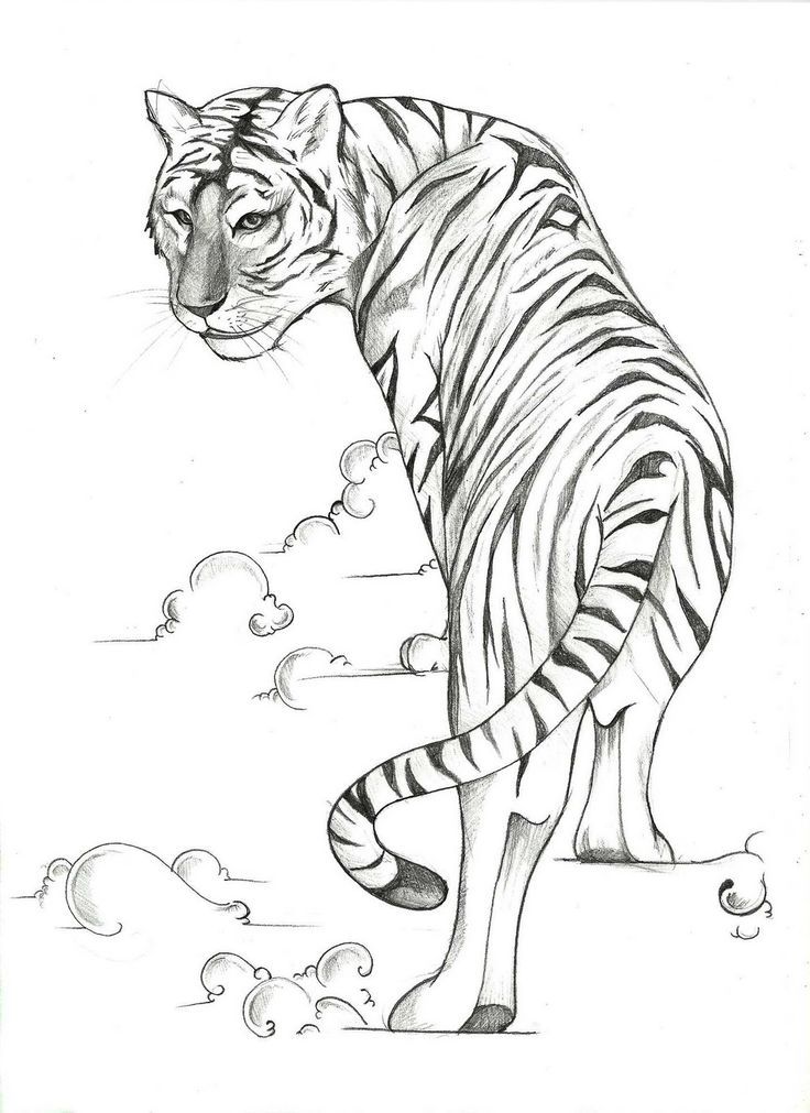 Easy Tiger Drawing Detailed Sketch