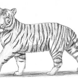 Easy Tiger Drawing Hand Drawn