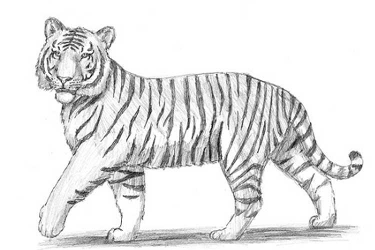 Easy Tiger Drawing Hand Drawn