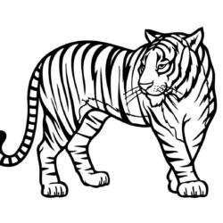 Easy Tiger Drawing Photo