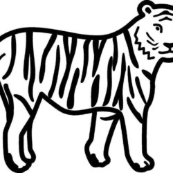 Easy Tiger Drawing Professional Artwork