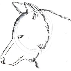 Easy Wolf Drawing Art