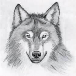 Easy Wolf Drawing Creative Style