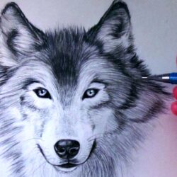 Easy Wolf Drawing Fine Art