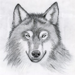 Easy Wolf Drawing Hand Drawn