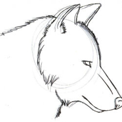 Easy Wolf Drawing Picture