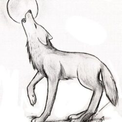 Easy Wolf Drawing Stunning Sketch