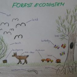 Ecosystem Drawing Amazing Sketch