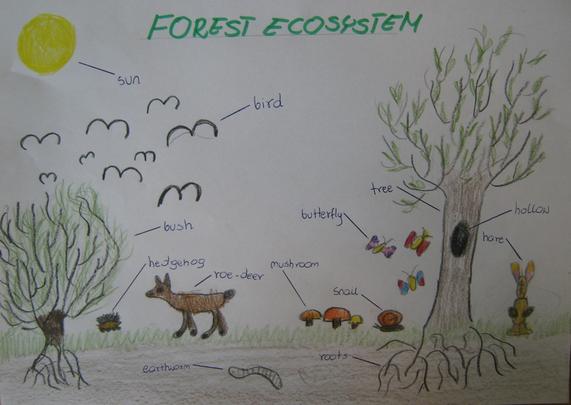 Ecosystem Drawing Amazing Sketch