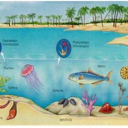 Ecosystem Drawing Art