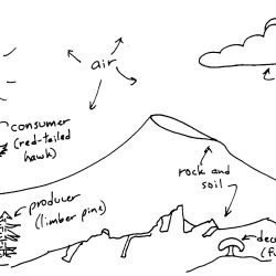 Ecosystem Drawing Hand drawn Sketch