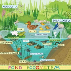 Ecosystem Drawing Modern Sketch