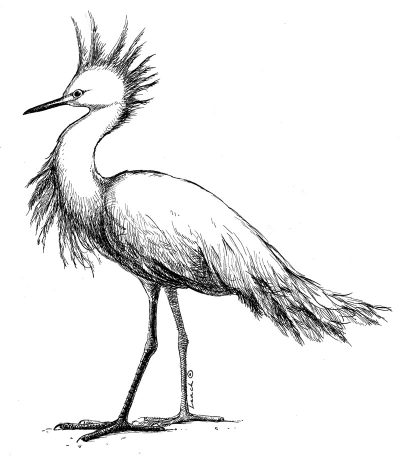 Egret, Graceful, Wetland, White, Bird Drawing