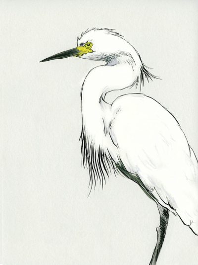 Egret, Graceful, White, Bird, Wading Drawing