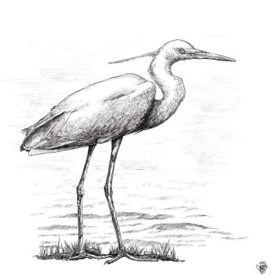 Egret, Habitat, Wading, Elegance, Wildlife Drawing