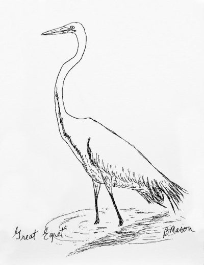 Egret, Graceful, White, Bird, Wading Drawing