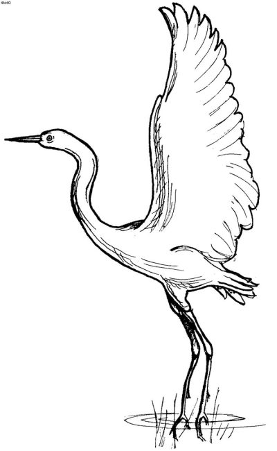 Egret, Wildlife, Graceful, Wetlands, Birdwatching Drawing