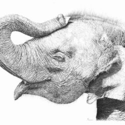 Elephant Drawing Amazing Sketch