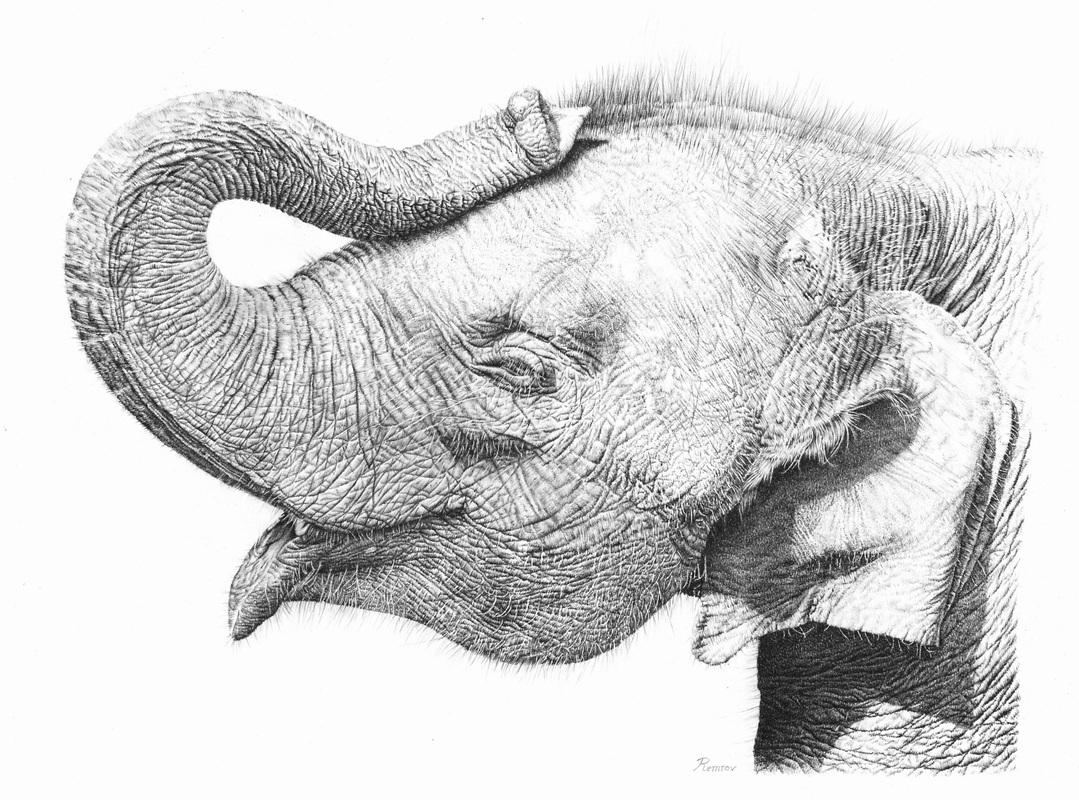 Elephant Drawing Amazing Sketch