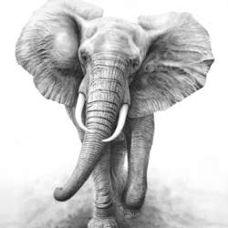 Elephant Drawing Art