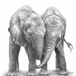 Elephant Drawing Artistic Sketching