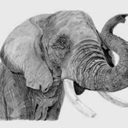 Elephant Drawing Beautiful Artwork