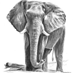 Elephant Drawing Creative Style