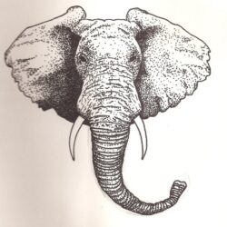 Elephant Drawing Detailed Sketch