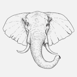 Elephant Drawing Fine Art