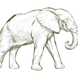 Elephant Drawing Modern Sketch