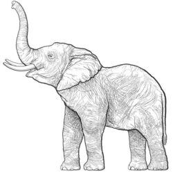 Elephant Drawing Photo