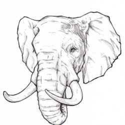 Elephant Drawing Picture