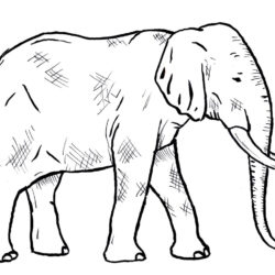 Elephant Drawing Professional Artwork