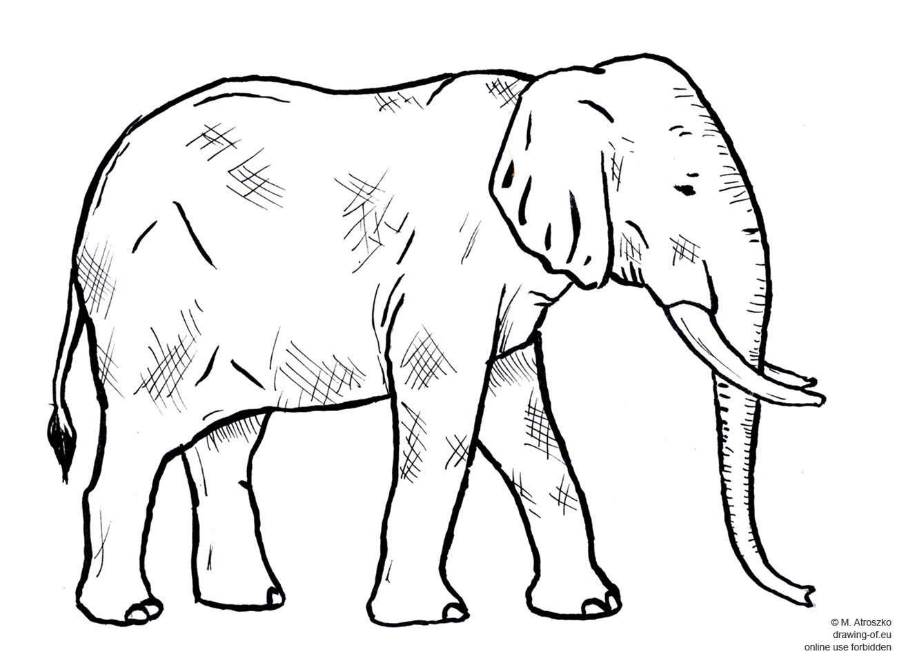 Elephant Drawing Professional Artwork