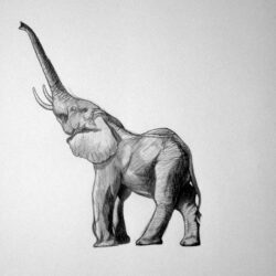 Elephant Drawing Realistic Sketch