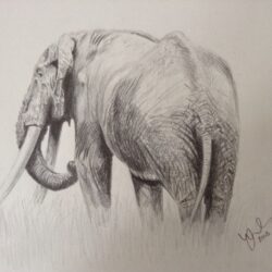 Elephant Drawing Sketch