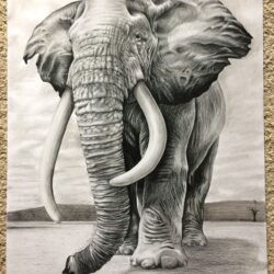 Elephant Drawing Stunning Sketch