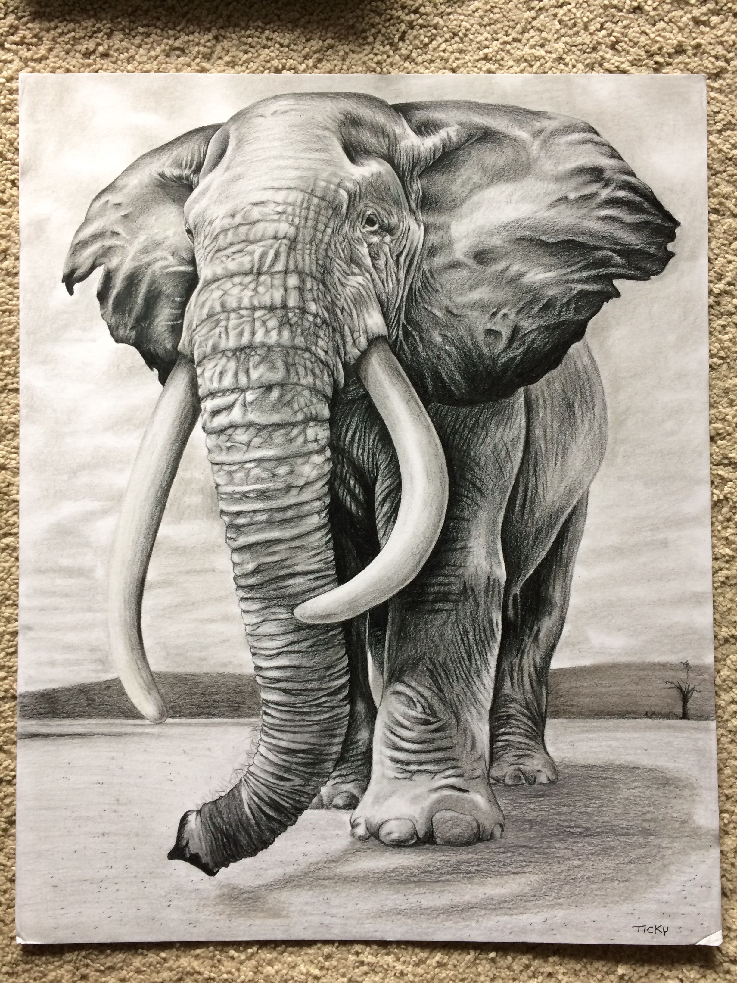 Elephant Drawing Stunning Sketch