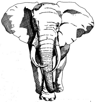 Elephant Face, Distinctive Appearance, Unique Features, Animal Characteristics, Wildlife Traits Drawing