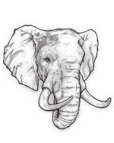 Elephant Head, Majestic, Iconic, Trunk, Safari, Wildlife Drawing