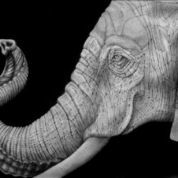 Elephant Head Drawing Amazing Sketch