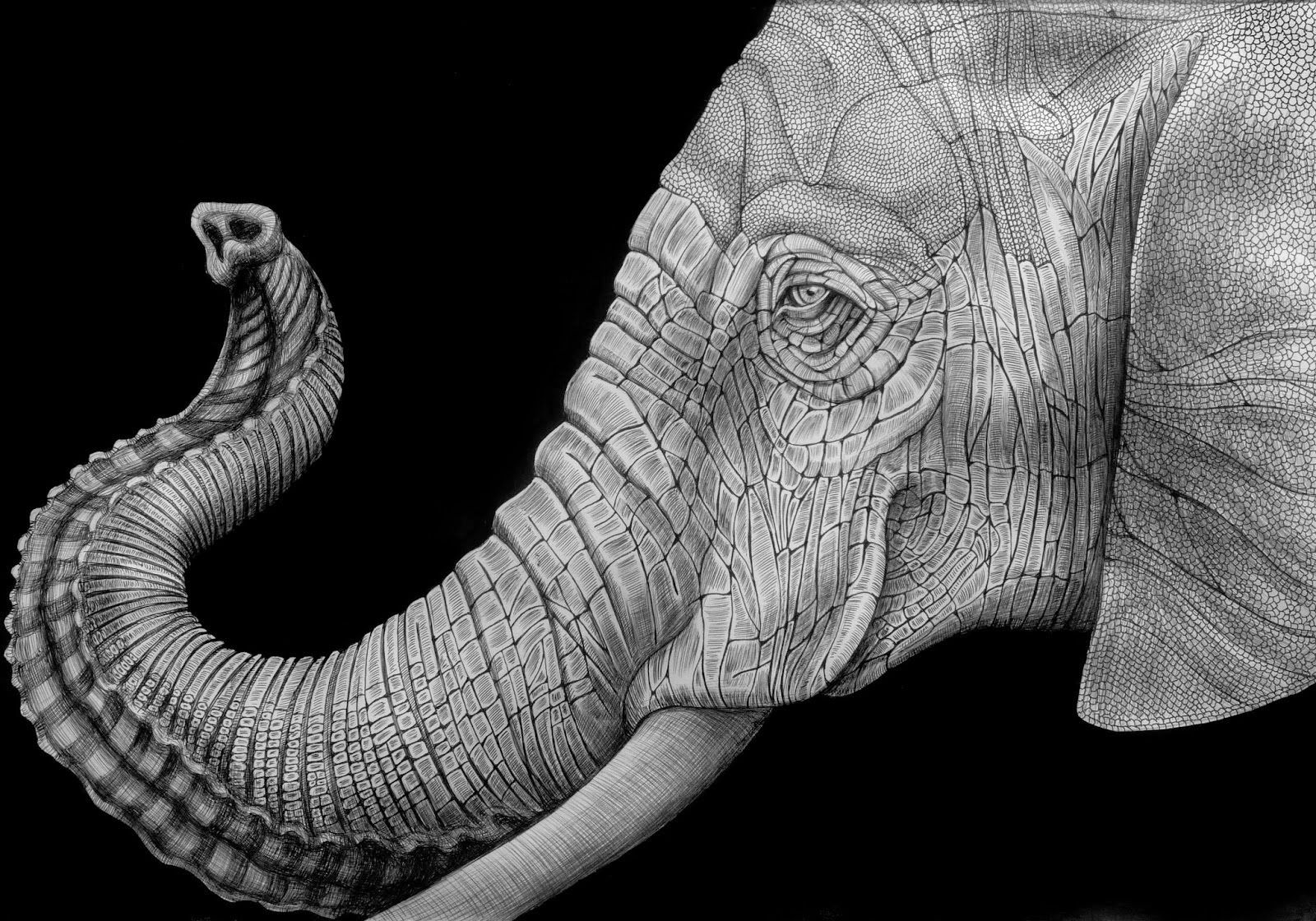 Elephant Head Drawing Amazing Sketch
